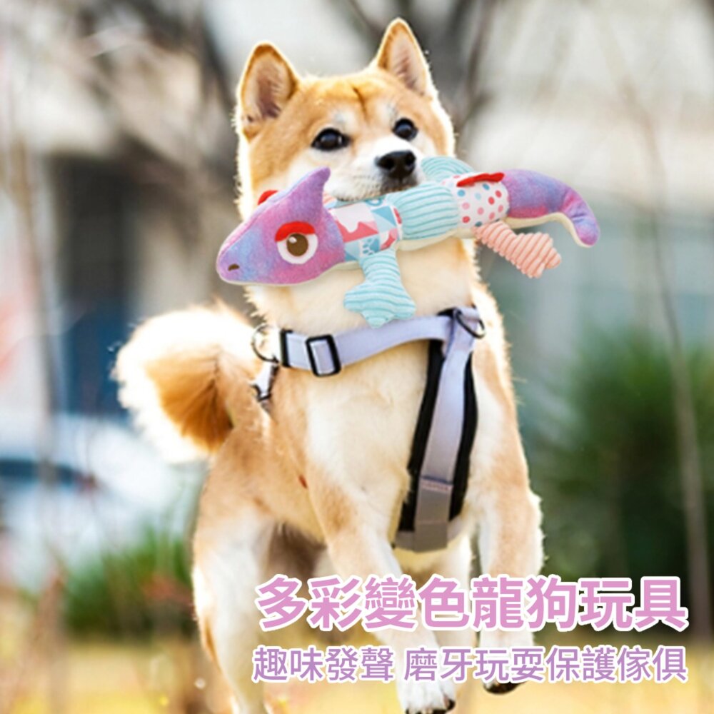 卡啦酷寵 變色龍 狗狗發聲玩具 寵物玩具 狗玩具 幼犬 磨牙玩具 啾啾玩具 毛絨狗玩具毛掌櫃寵物店-圖片-1