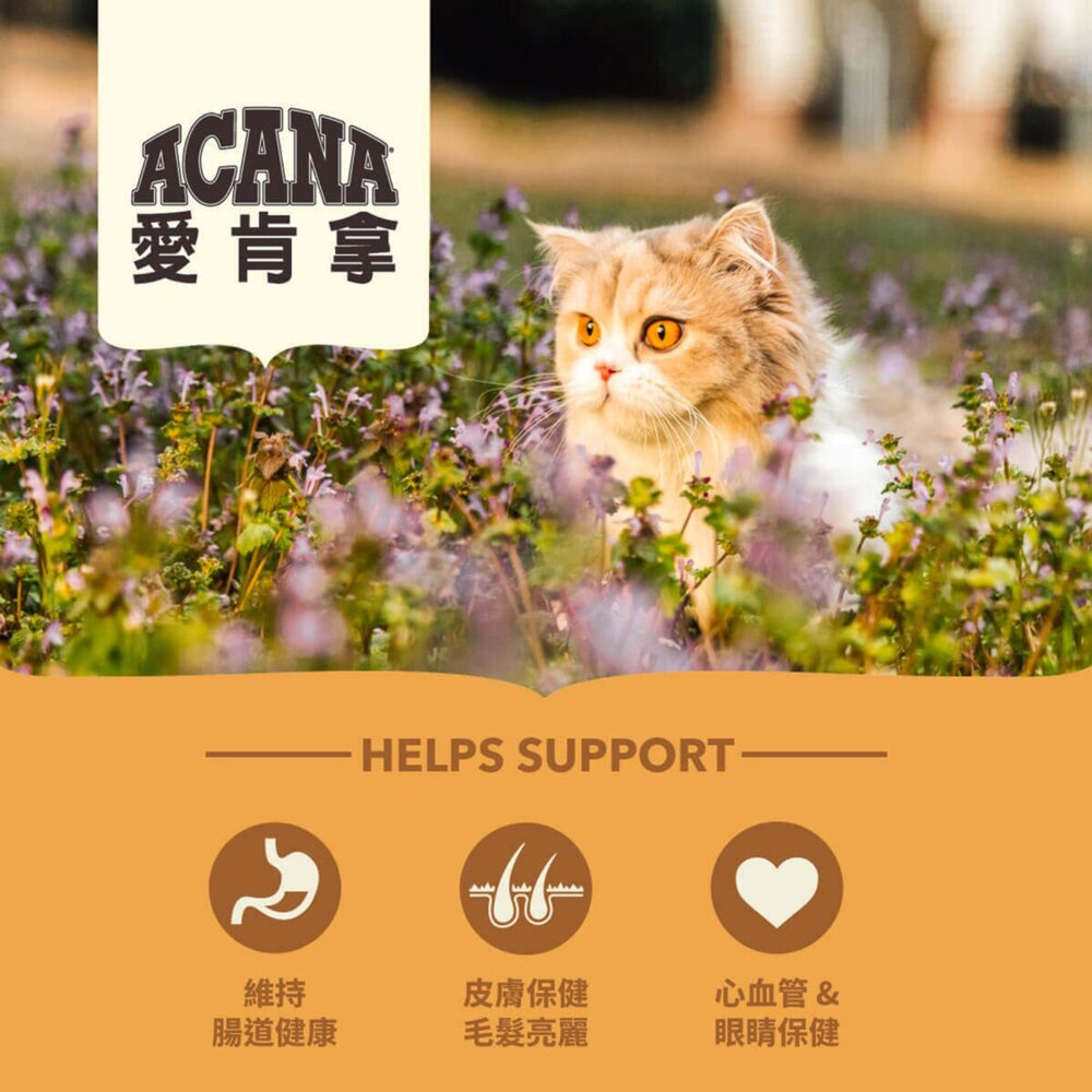 愛肯拿ACANA 無榖貓糧 全品項 1.8kg 4.5kg 貓飼料 低GI 貓糧毛掌櫃寵物店-圖片-6