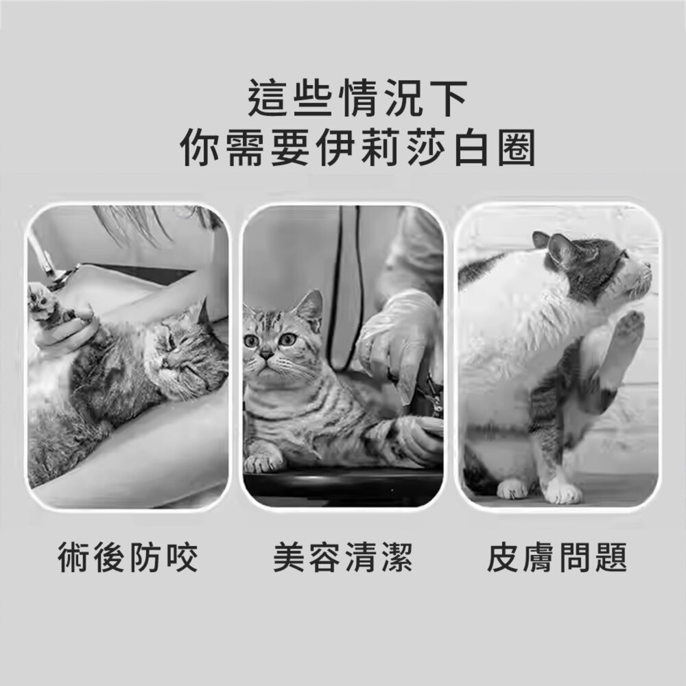 SHAME 透氣反光 伊莉莎白圈 頭套 防咬 防抓 保護套 透氣 沖孔 網布 節育頭套毛掌櫃寵物店-圖片-3