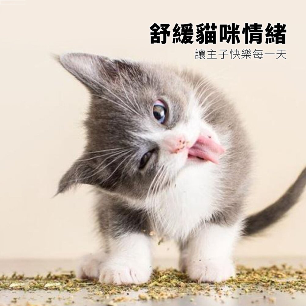 MIAOOO! 貓草玩具 全填充貓咪毛絨玩具 貓咪用品 薄荷玩具 貓咪自嗨 解悶好物毛掌櫃寵物店-圖片-2