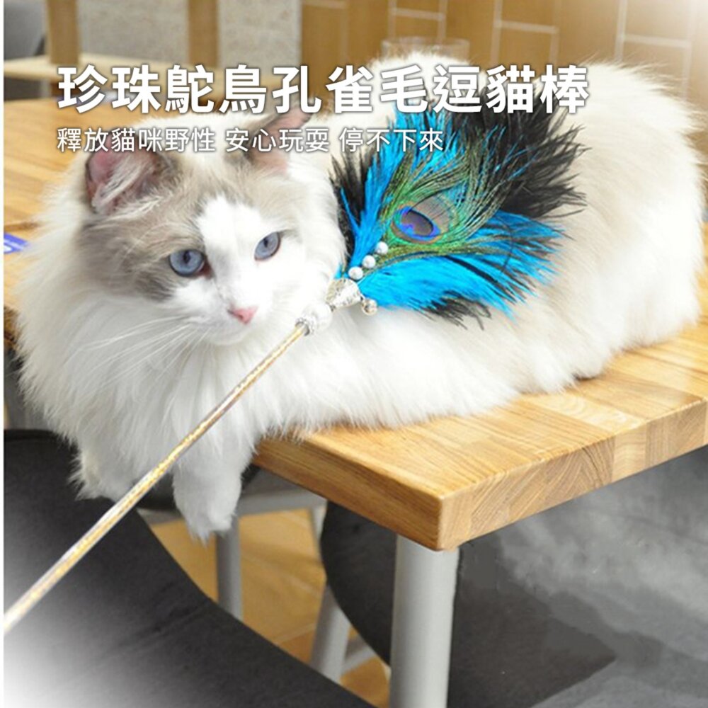 珍珠鴕鳥孔雀毛逗貓棒 貓玩具 輕奢鴕鳥孔雀毛逗貓棒 互動鈴鐺 逗貓玩具 寵物用品毛掌櫃寵物店-圖片-1