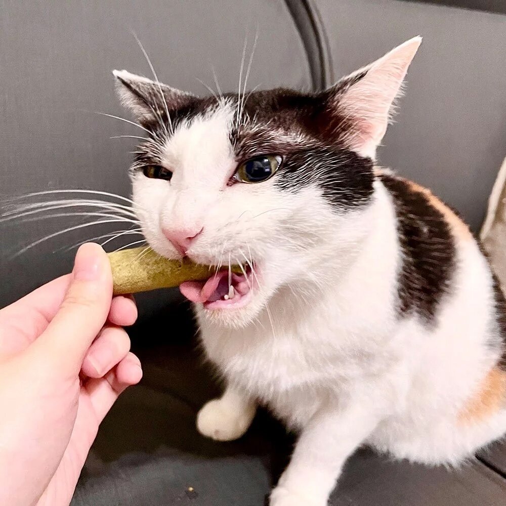 歐姆貓 OMO 凍乾貓草細棒 貓草凍乾 貓草 貓凍乾 貓零食 寵物零食 寵物凍乾毛掌櫃寵物店-圖片-5