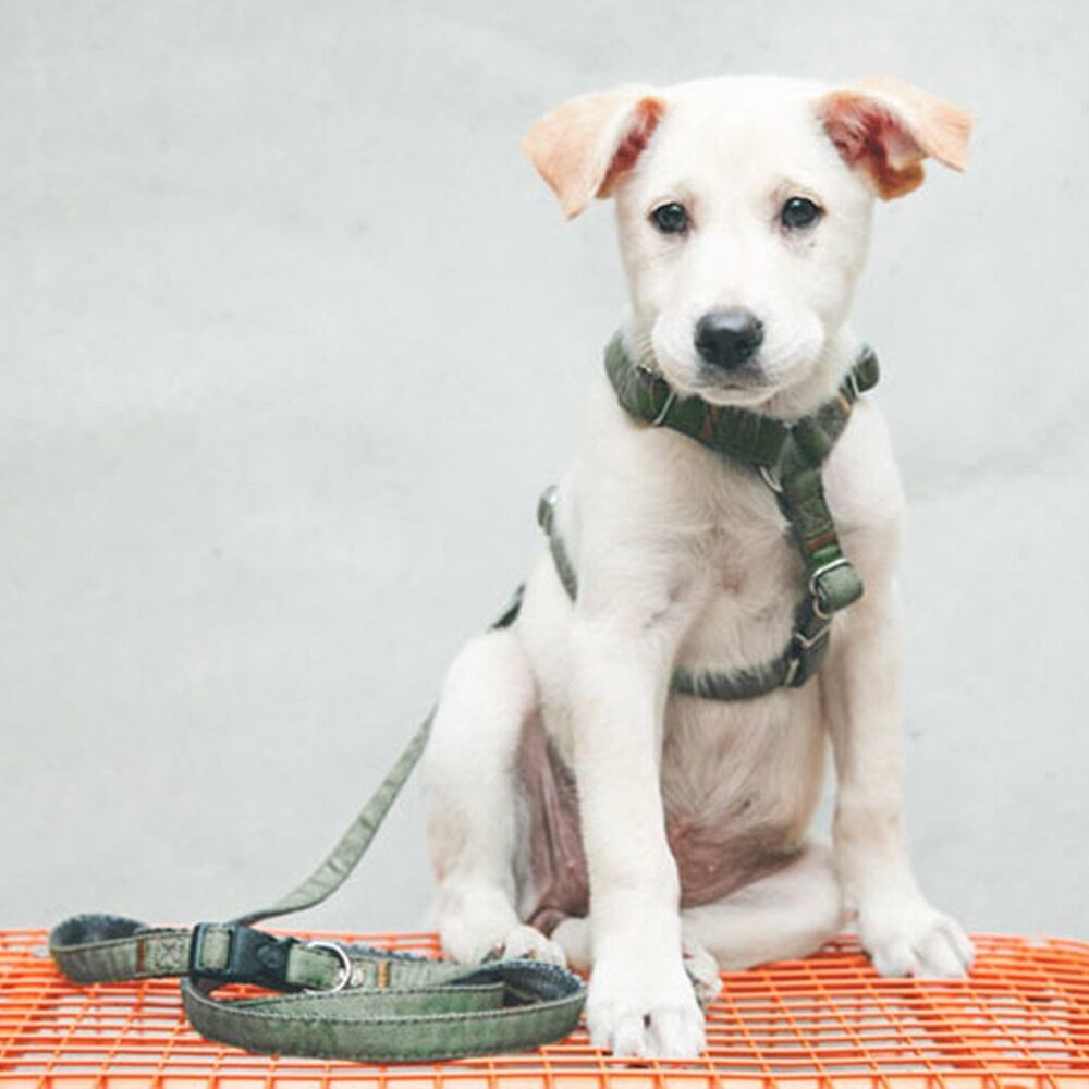 PPARK 快扣拉繩 寵物牽繩外出用品 一般牽繩 貓牽繩 狗牽繩毛掌櫃寵物店-圖片-2