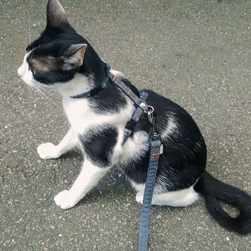 PPARK 快扣拉繩 寵物牽繩外出用品 一般牽繩 貓牽繩 狗牽繩毛掌櫃寵物店-圖片-3