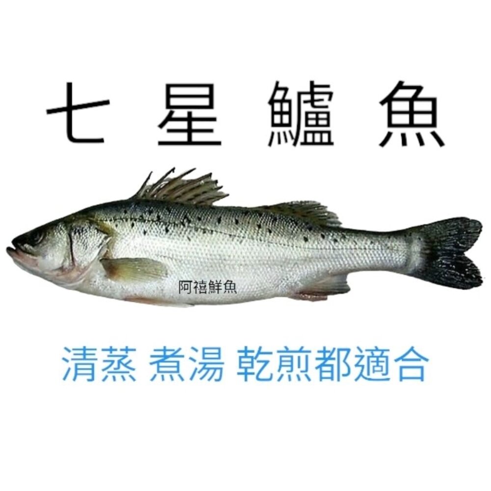 七星 鱸魚  海鱸魚 開刀 坐月子 養身 封面照片