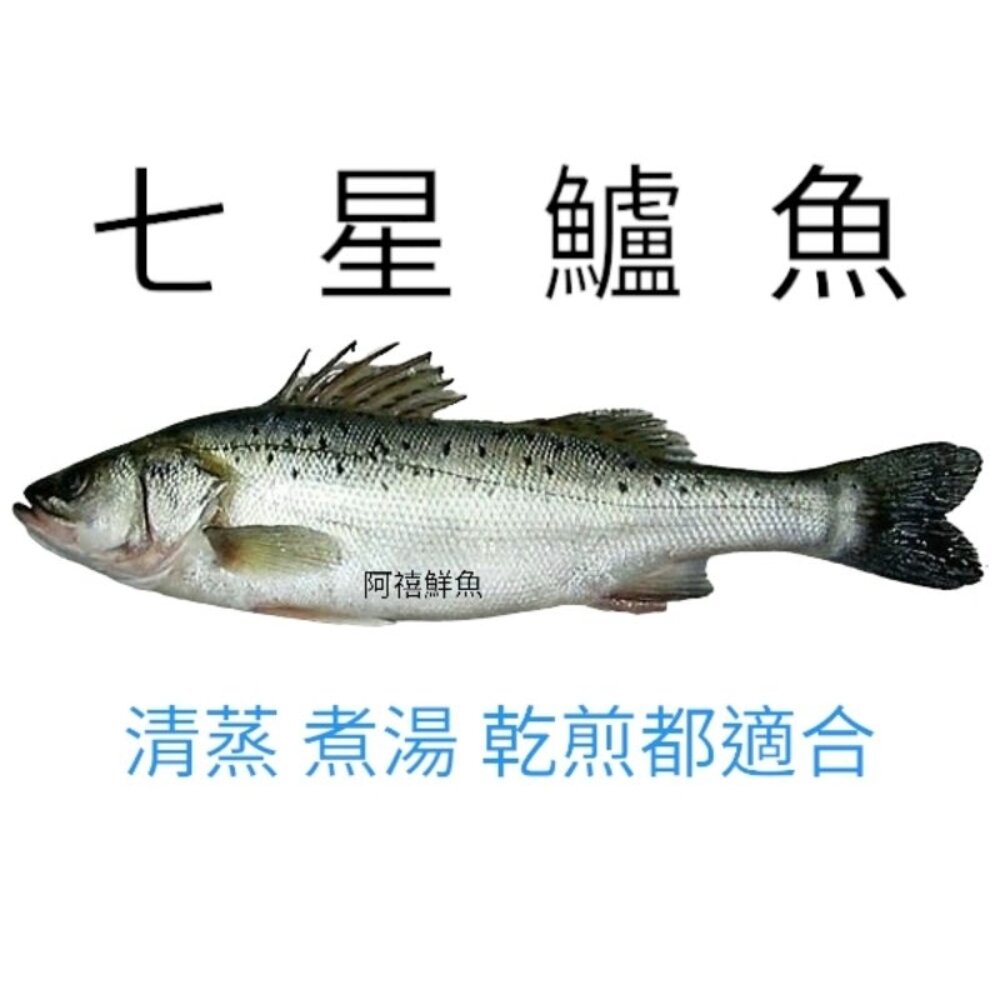 10292623509-七星 鱸魚  海鱸魚 開刀 坐月子 養身