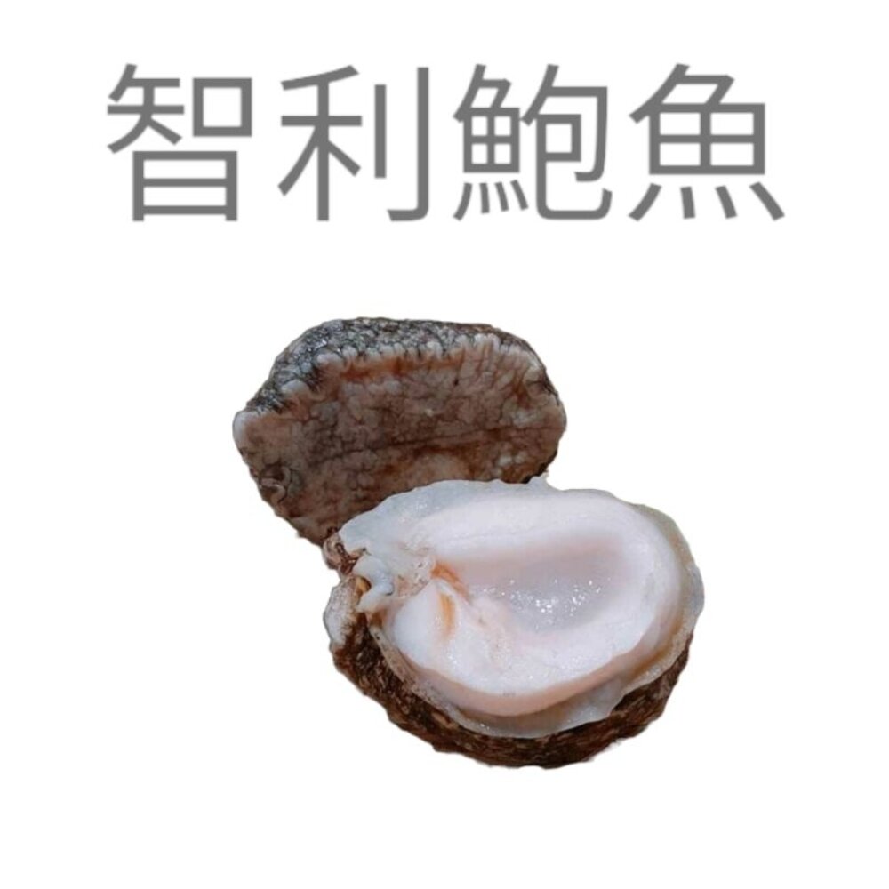 10581652546-智利頂級鮑魚（南美貝）Q彈的海洋珍味！