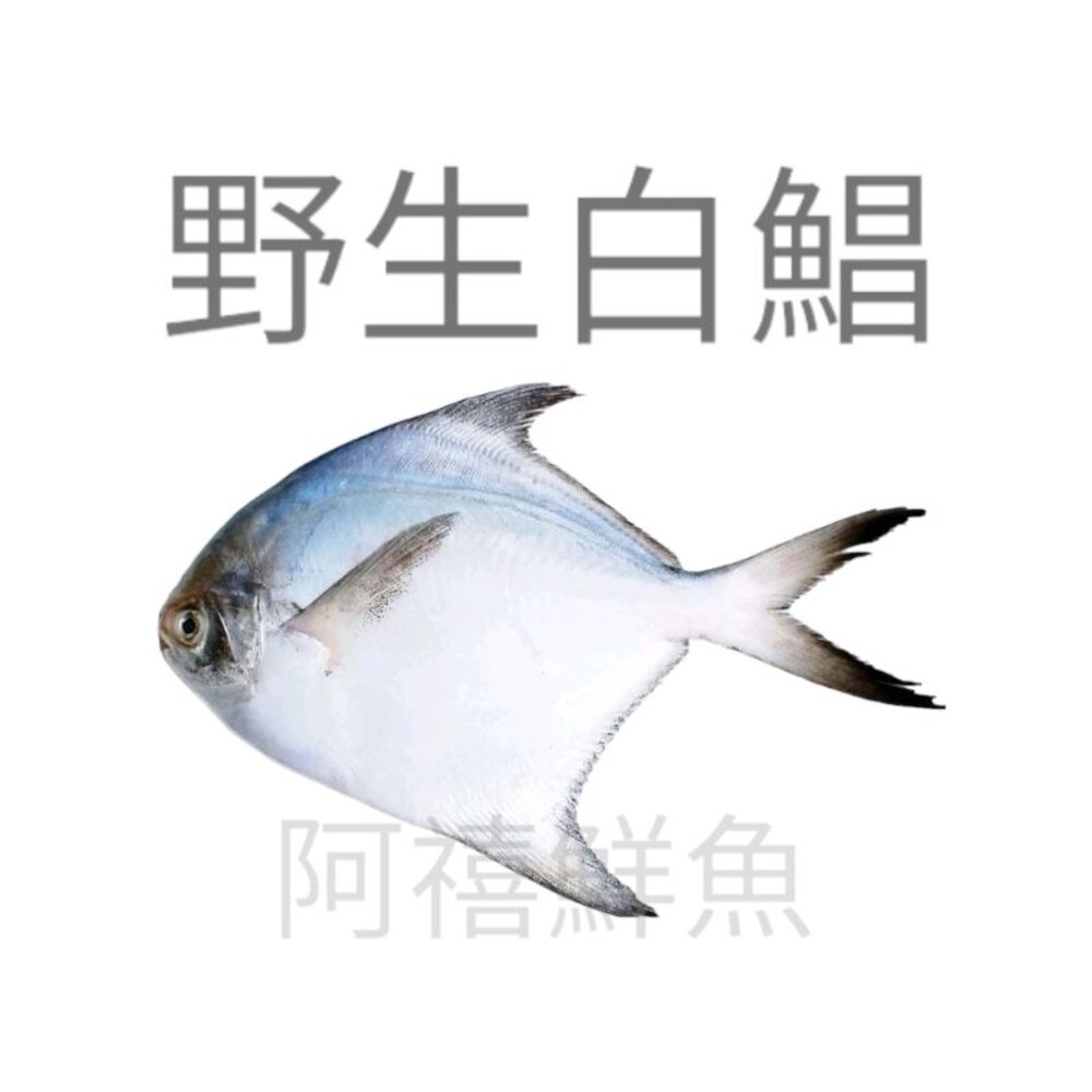 12765179752-500g-600g   白鯧魚 白鯧   正白鯧