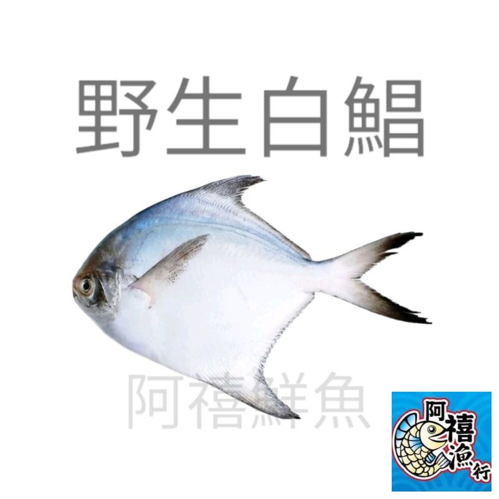 12765179752-500g-600g   白鯧魚 白鯧   正白鯧