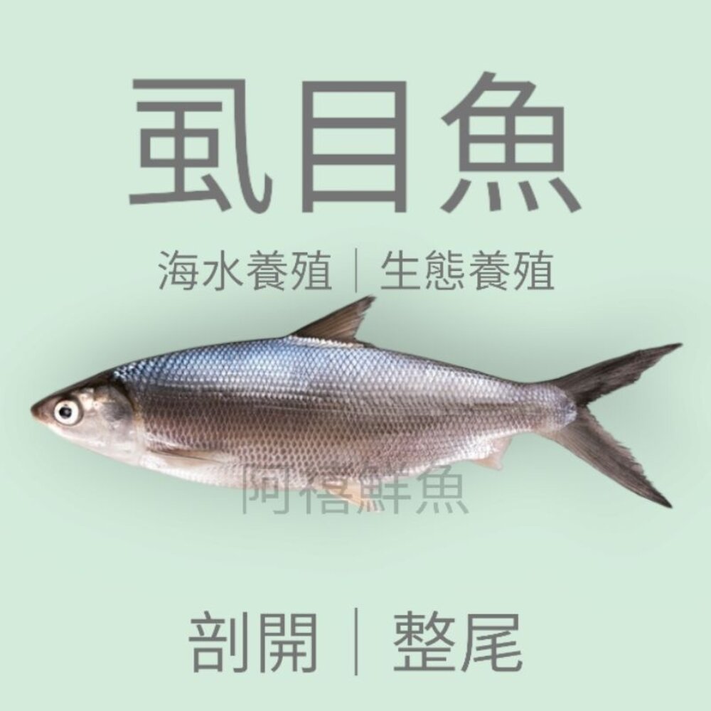 12961273974-鹹水 七股 虱目魚