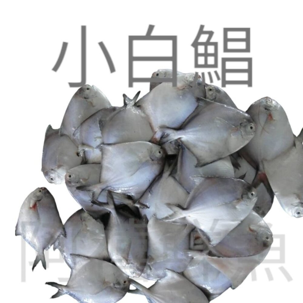 13399181199-小白鯧 殺青 800-900G