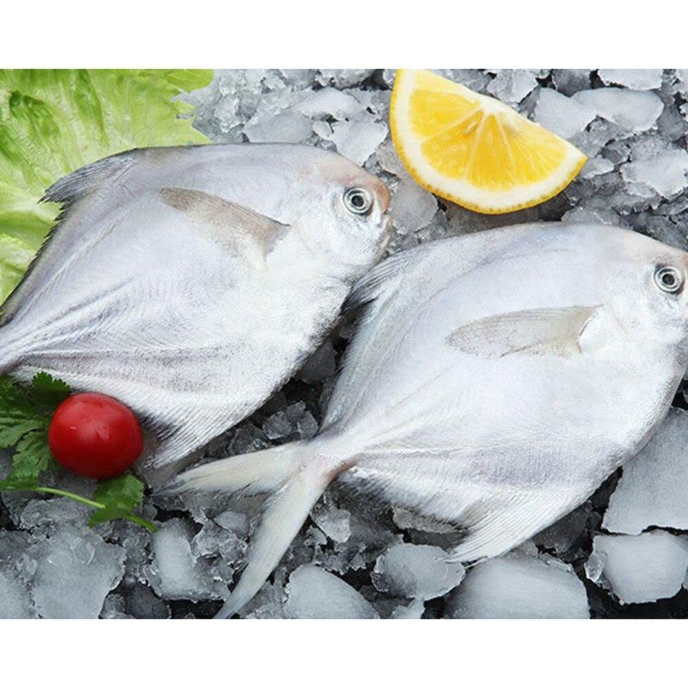 13399181199-小白鯧 殺青 800-900G