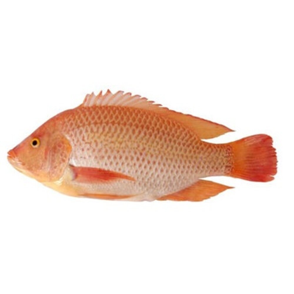 紅尼羅 泉水養殖 魚 封面照片