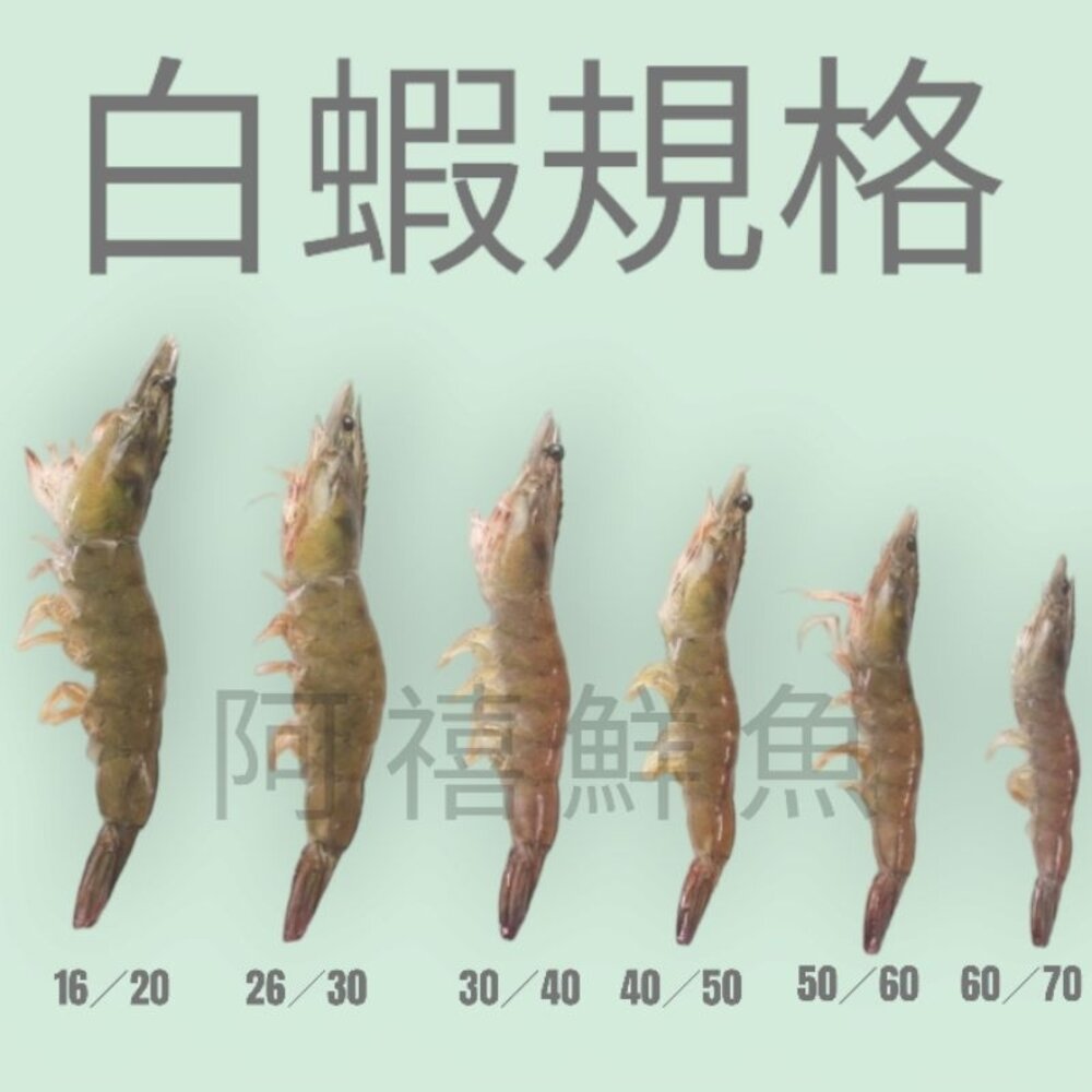 白蝦草蝦活凍白蝦白刺蝦