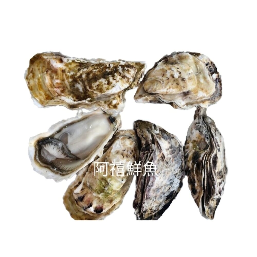 18334306272-日本 生蠔 燒烤 全殼