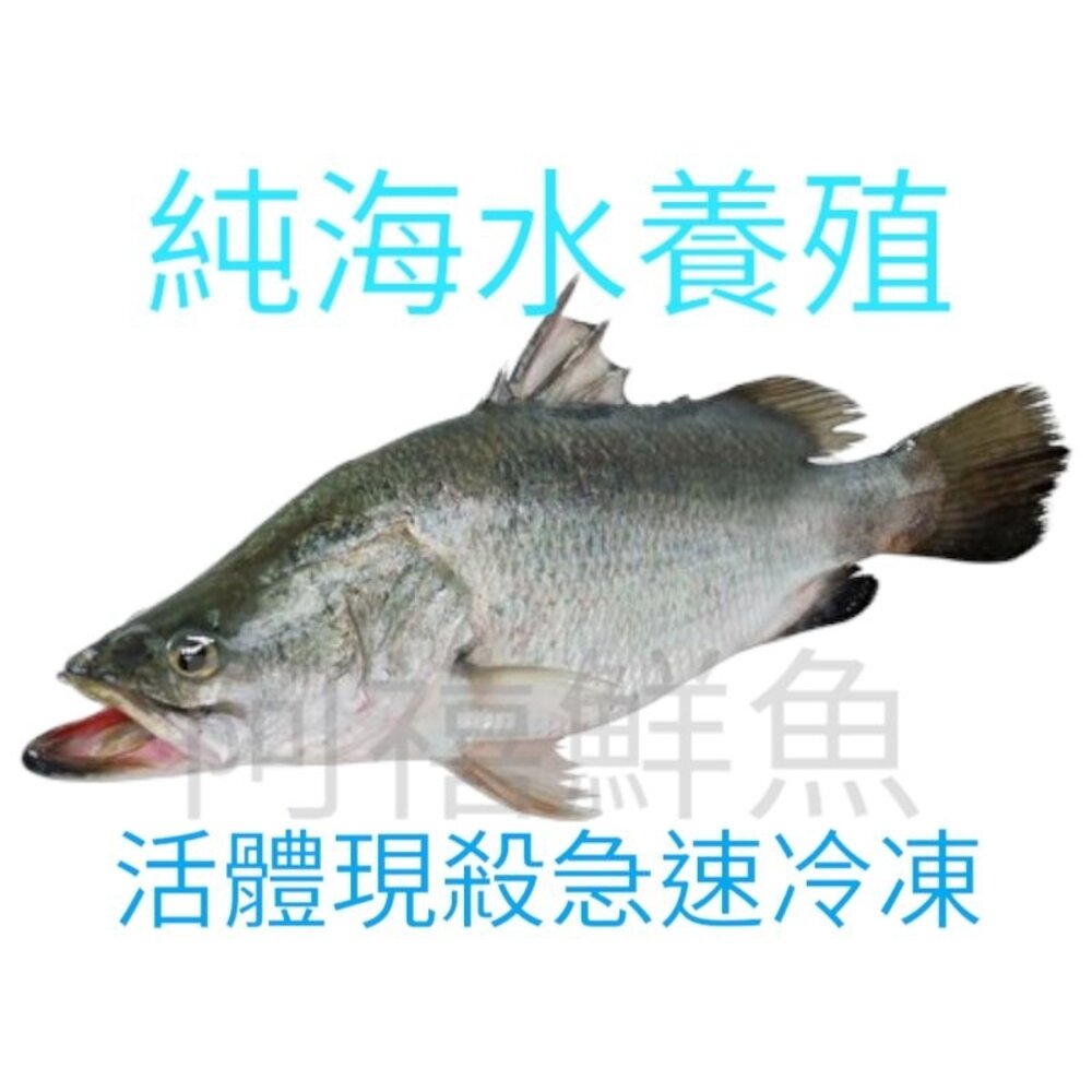 1907810766-金目  鱸魚 海鱸魚  一律活體現殺