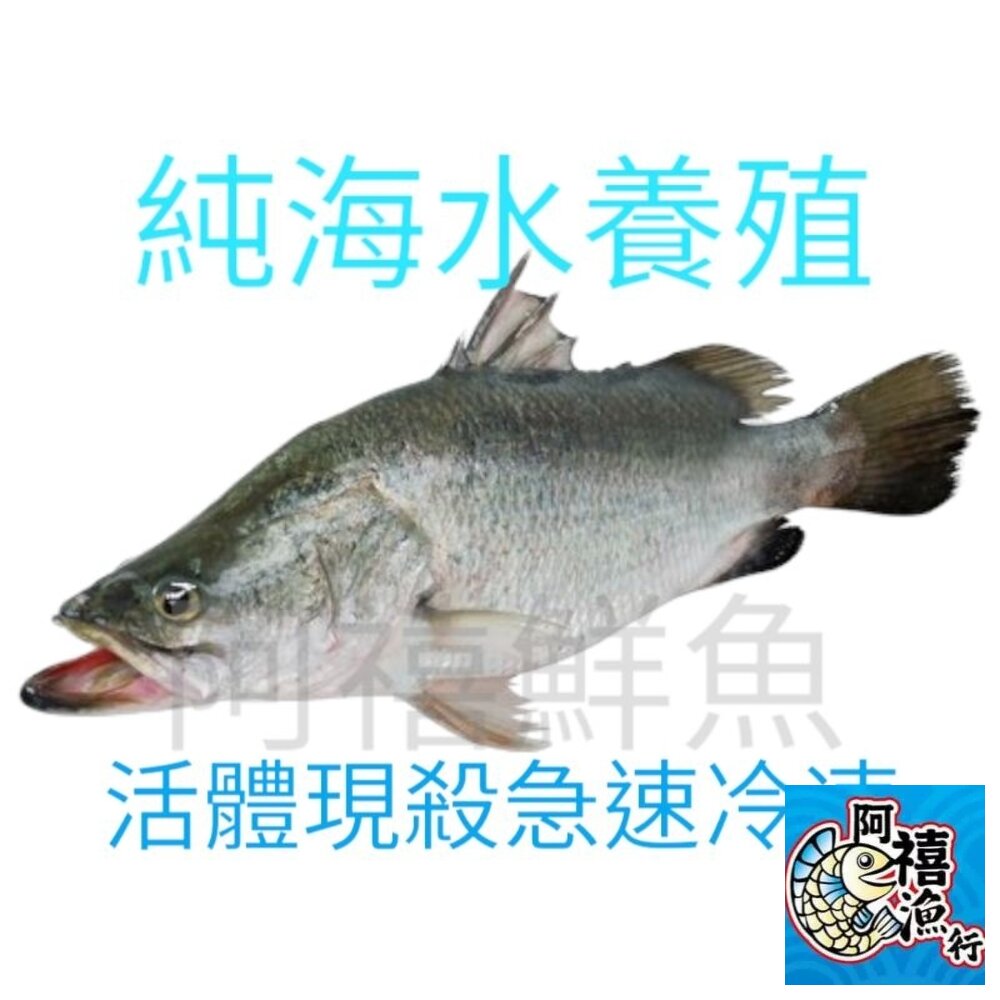 1907810766-金目  鱸魚 海鱸魚  一律活體現殺