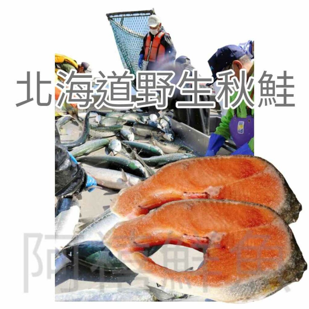 22987023826-野生  秋鮭  鮭魚