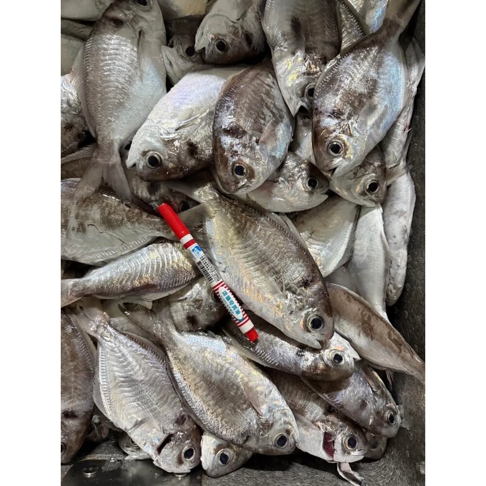 240914120911-澎湖 野生 肉魚 肉鯽魚