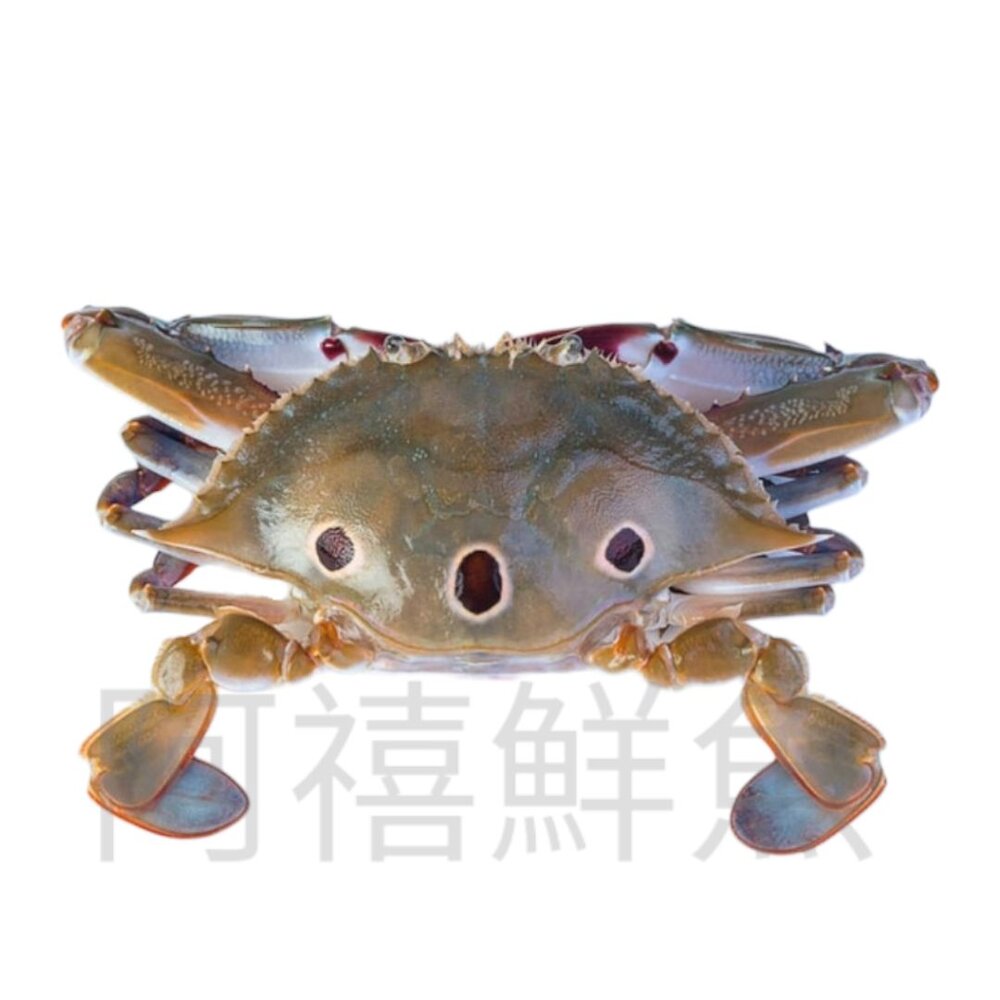 240929044703-活凍 三點蟹