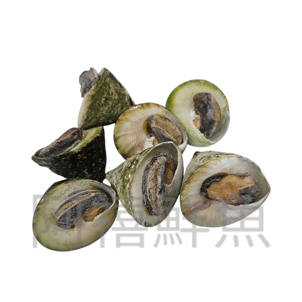241223195306-澎湖新鮮 鐘螺