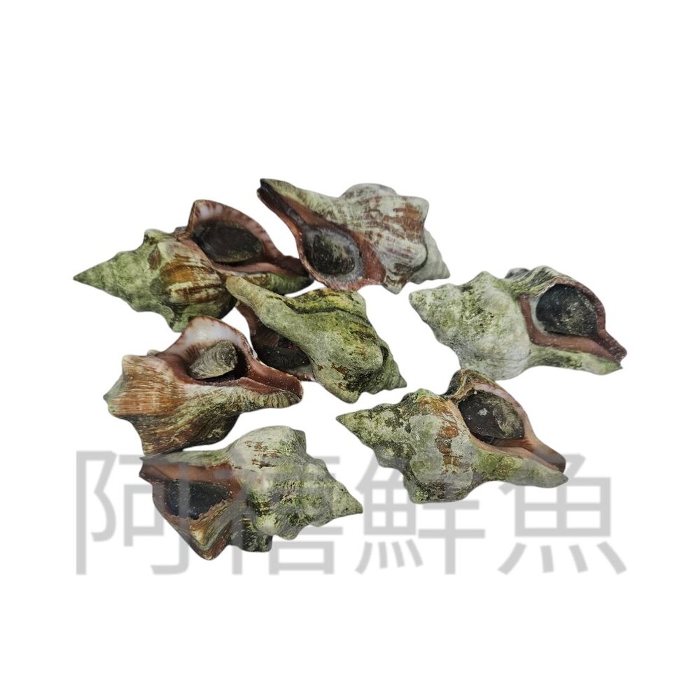 241223195549-澎湖新鮮 紅螺