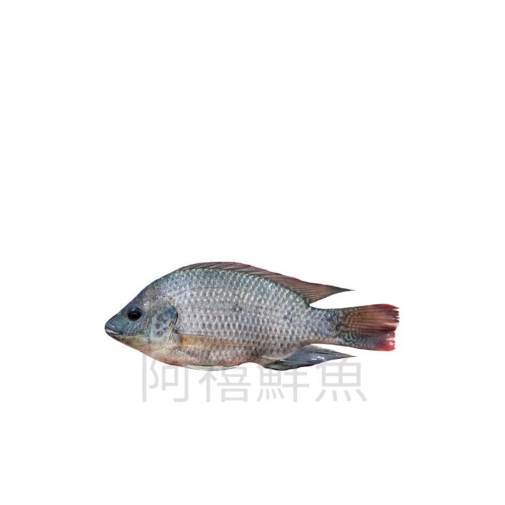 24674651826-團膳 吳郭魚 台灣鯛