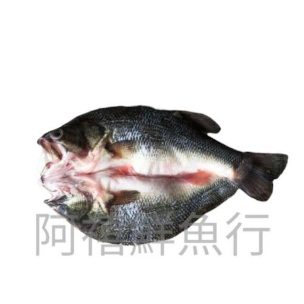 250408120928-山泉鱸魚 加州 鱸魚  海鱸魚 開刀 坐月子 養身 (買10條送1條)