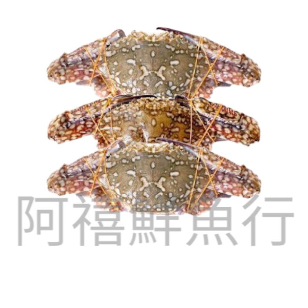 250619233905-藍蟹 母蟹 螃蟹 梭子蟹