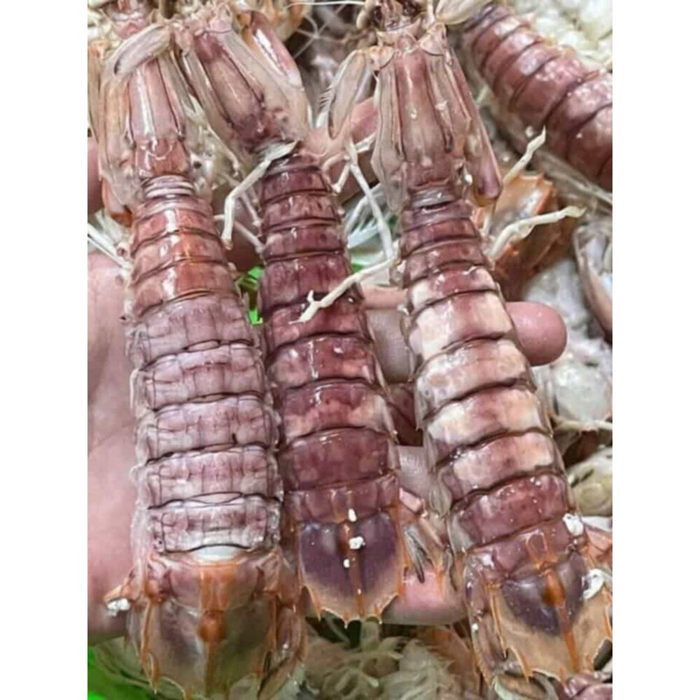 熟凍皮皮蝦 皮皮蝦 螳螂蝦 瀨尿蝦 最原始的海味 口感Q彈-圖片-1