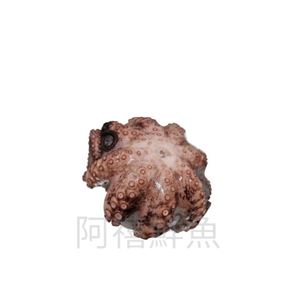  熟 章魚 分切