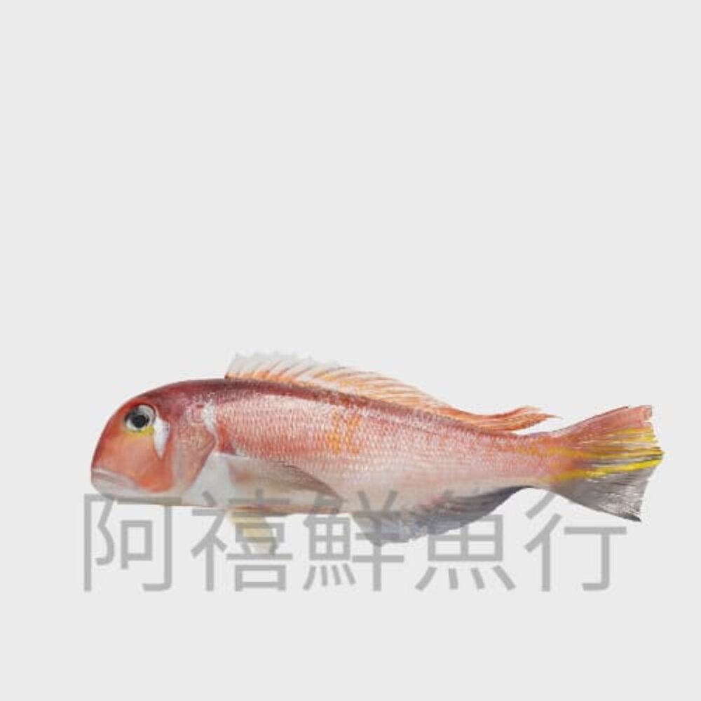 🐟❄️【速凍馬頭魚】肉質細緻・鮮甜不腥・煎湯皆適合 封面照片