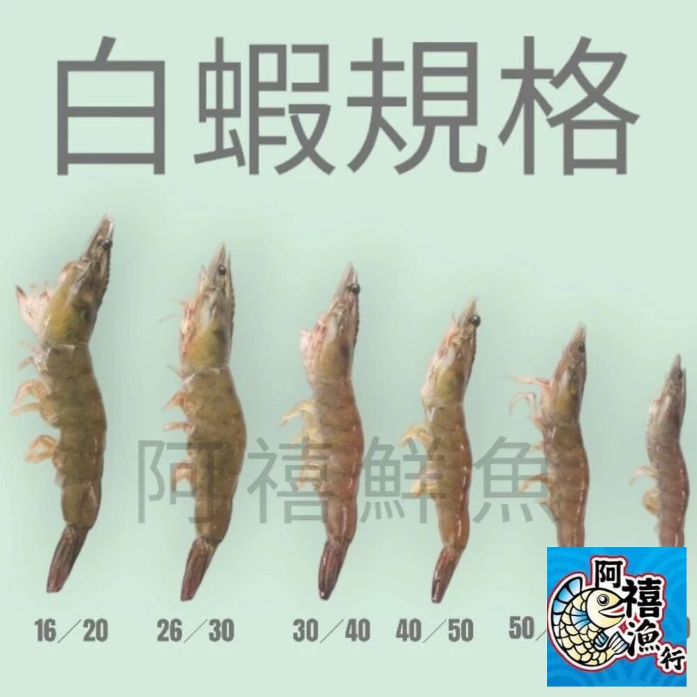 25273648542-60 ／70  白蝦 蝦子  活凍蝦 600G
