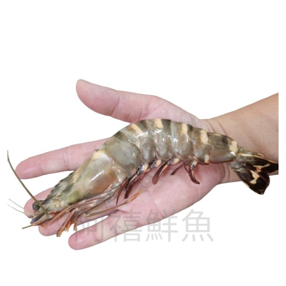 海草蝦 手臂蝦 野生放養 封面照片