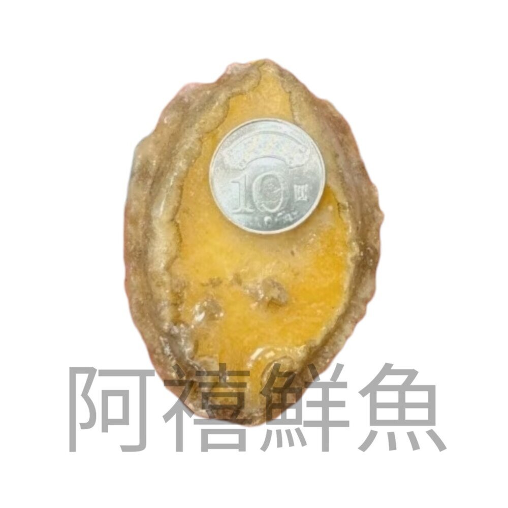 超特大 鮑魚清肉 一公斤/20粒 醬汁鮑魚 沙拉切片鮑魚 五味醬鮑魚-圖片-1