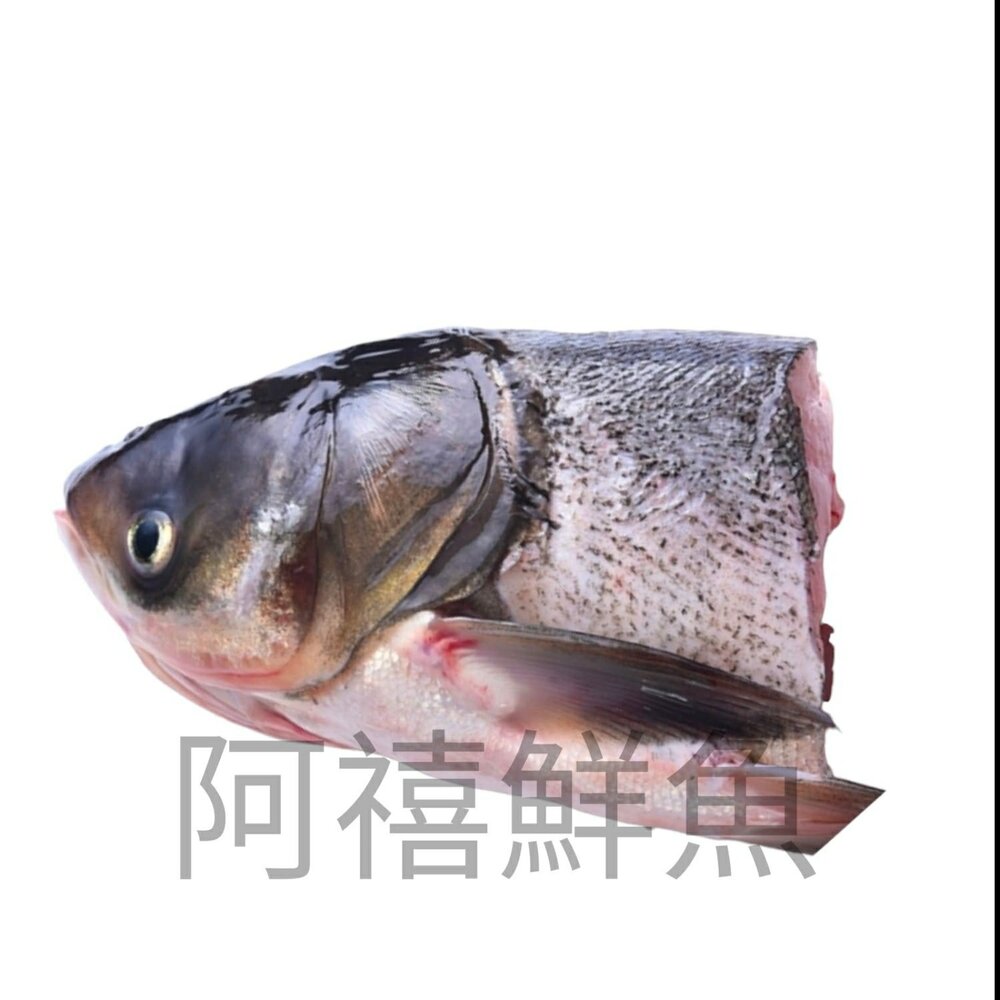 260526113423-水庫 大頭鰱魚 魚頭