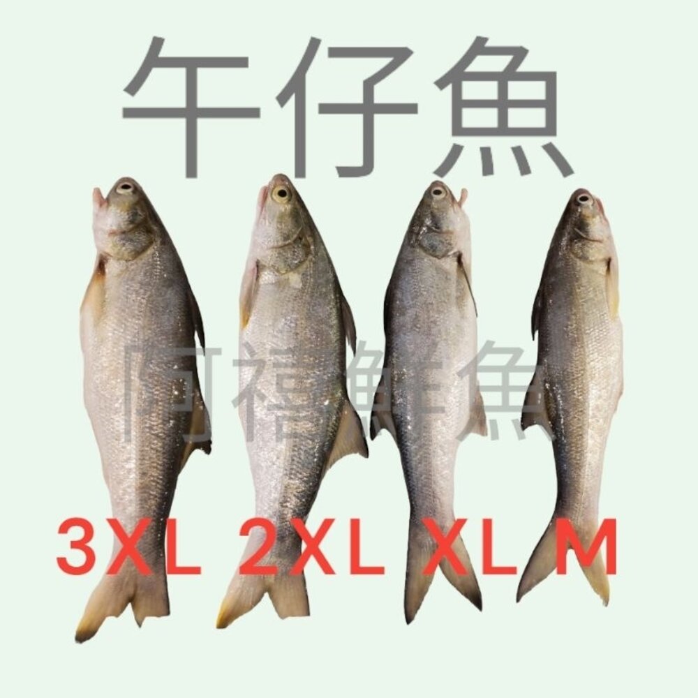 午仔魚 肉質細緻 封面照片