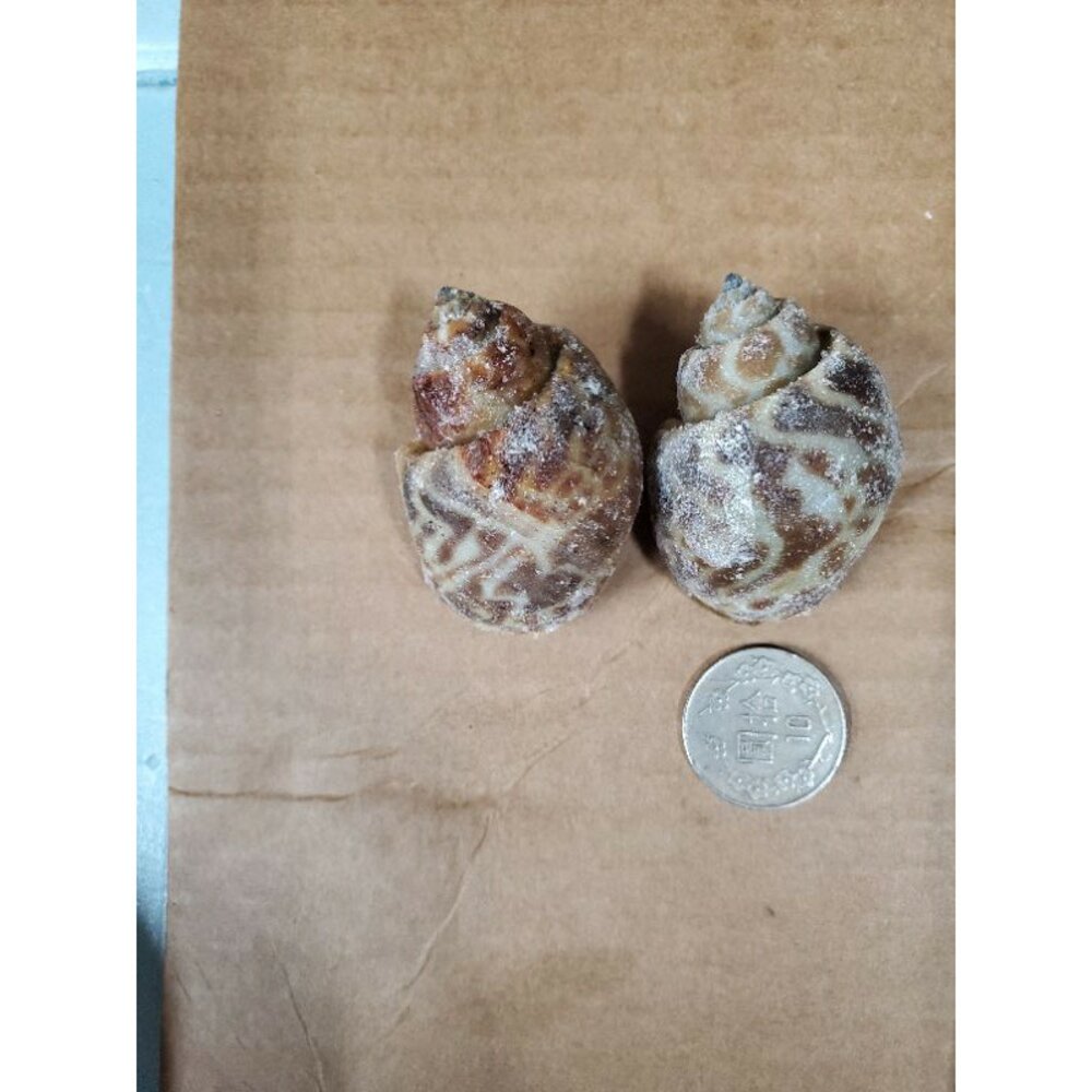 活凍鳳螺-圖片-1