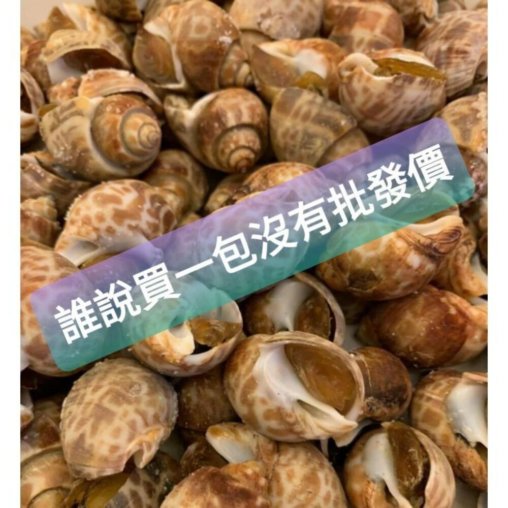 活凍鳳螺 封面照片