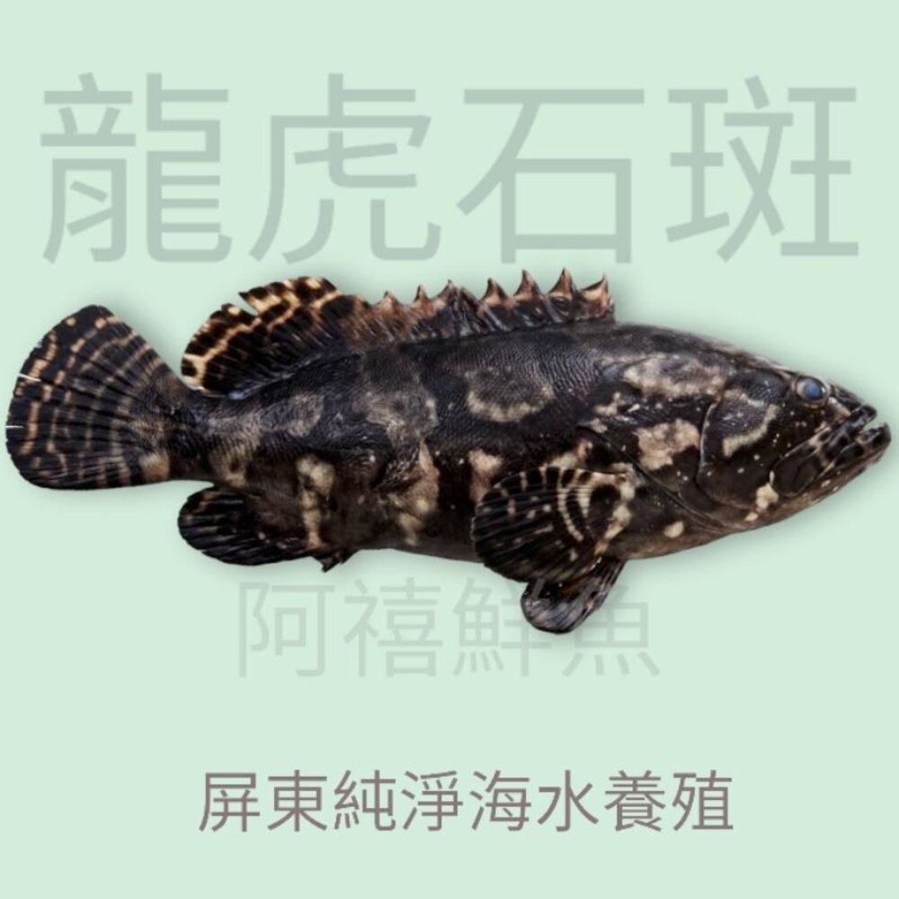 龍虎石斑 石斑  石班 封面照片