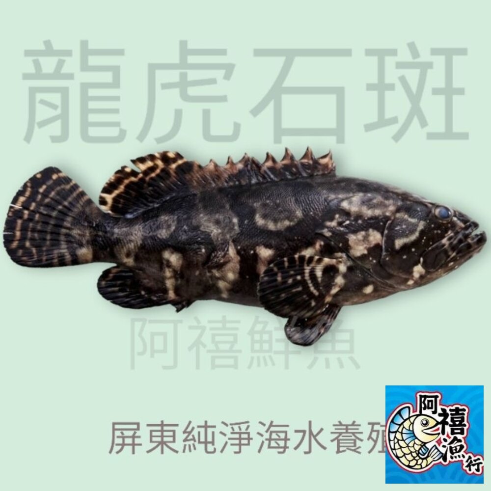 3632418089-龍虎石斑 石斑  石班
