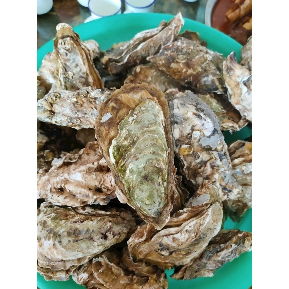 帶殼 鮮蚵 生蠔 活凍出貨 蚵殼-圖片-1