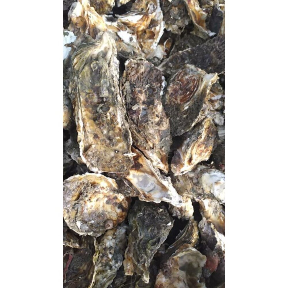 3938708935-帶殼 鮮蚵 生蠔 活凍出貨 蚵殼