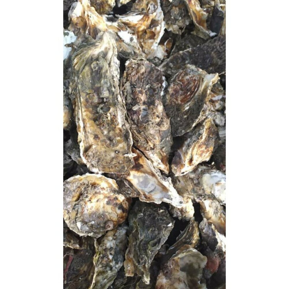 帶殼 鮮蚵 生蠔 活凍出貨 蚵殼 封面照片