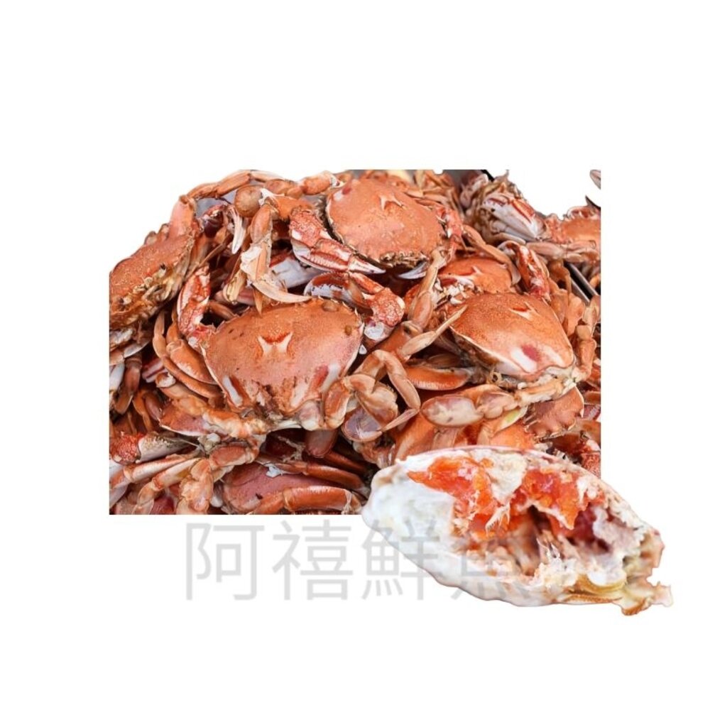 熟有蛋 黃金蟹 馬蹄蟹 沙蟹  母蟹  有卵 封面照片