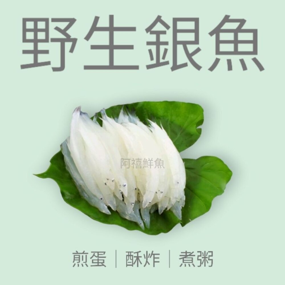 銀魚 水晶魚 封面照片