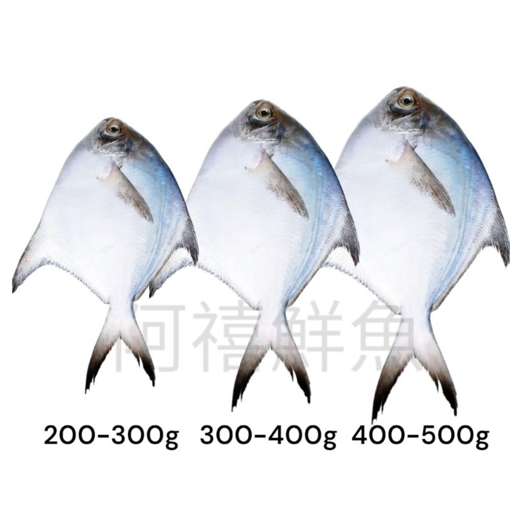 富貴 昌榮 白鯧200／300g  300/400g  400/500g 封面照片