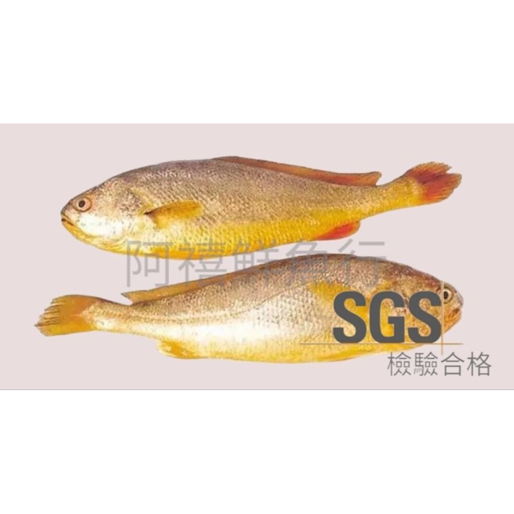 黃花魚 黃魚 SGG檢驗合格 封面照片