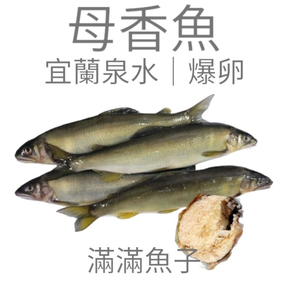 5519866661-宜蘭 爆卵 母香魚 魚