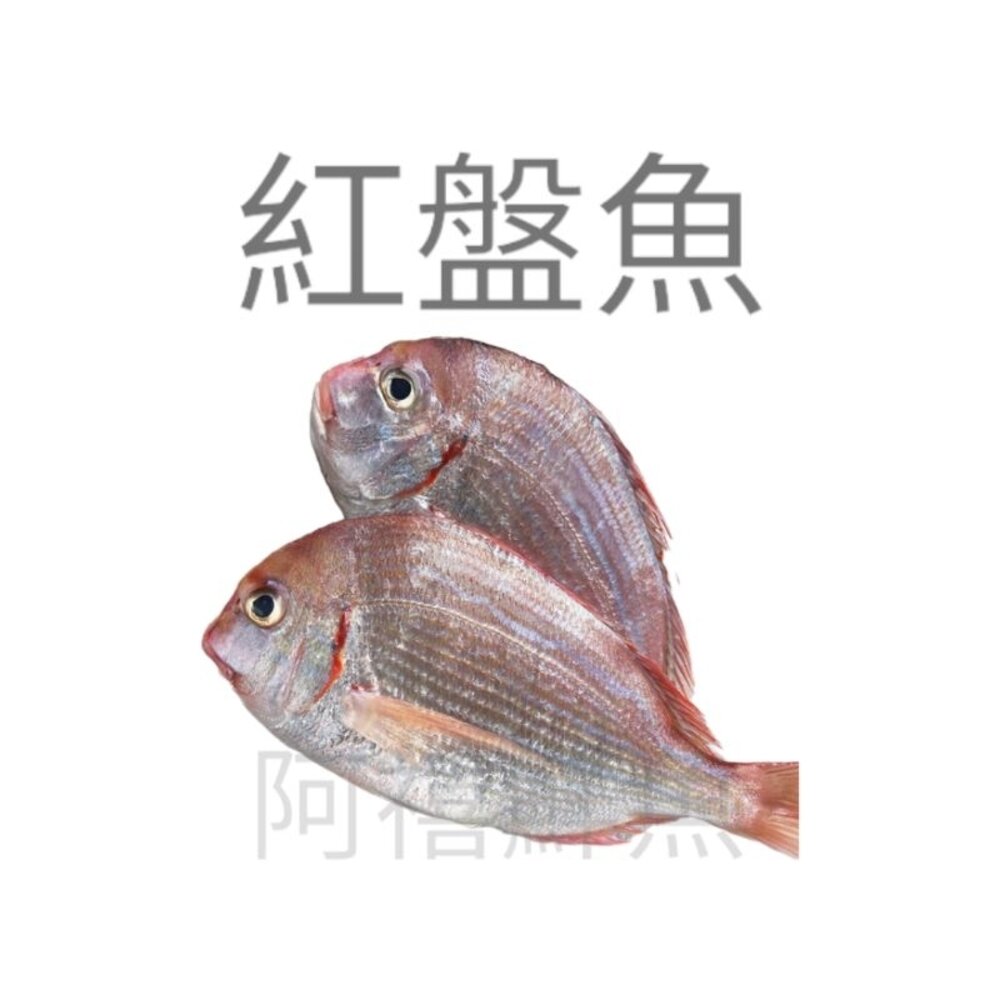 5764728501-紅盤魚 盤仔魚 一斤5尾